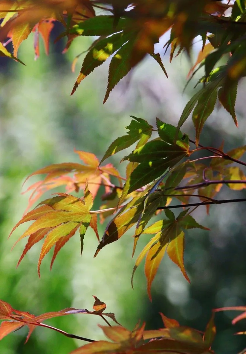 Japanese maple leaves turning orange and red